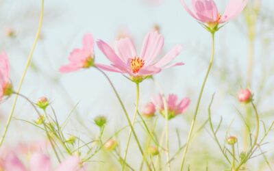 Våren är runt hörnet