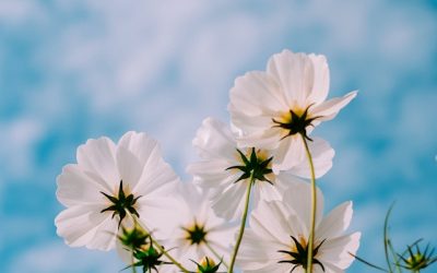 Glad lill-lördag och vårdagjämning